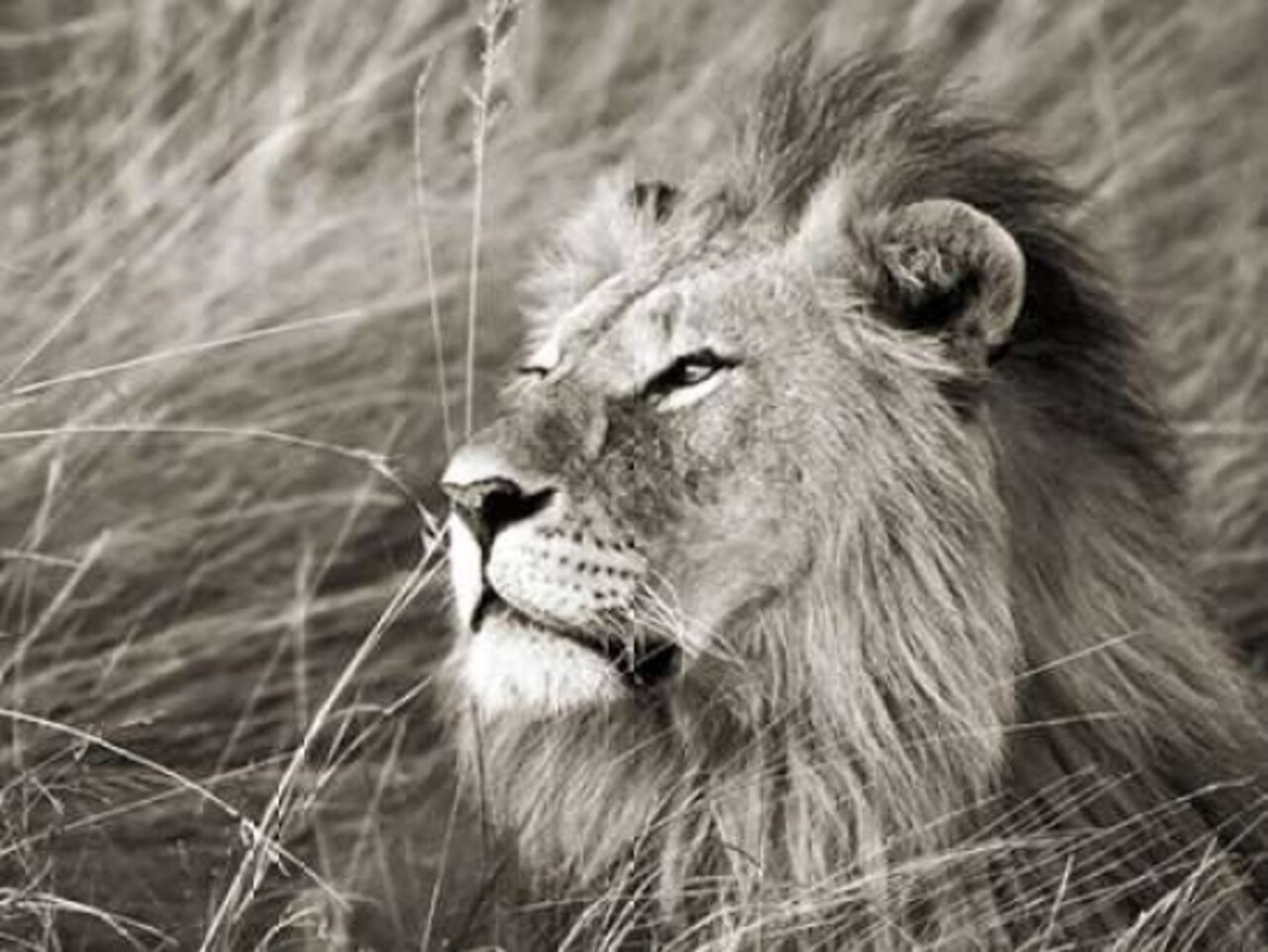 African lion, Masai Mara, Kenya Poster Print by Frank Krahmer - Item # VARPDX3FK3127